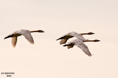 Trumpeter Swans. Horicon Marsh. WI