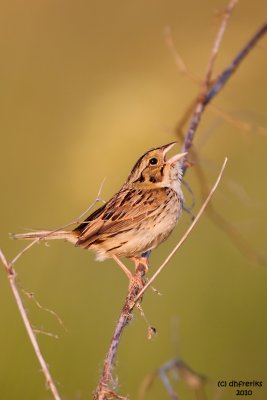Henslow's Sparrow. Horicon Marsh. WI