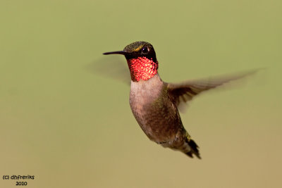 Ruby-throated Hummingbird. Chesapeake, OH