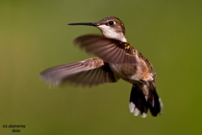 Ruby-throated Hummingbird. Chesapeake,OH