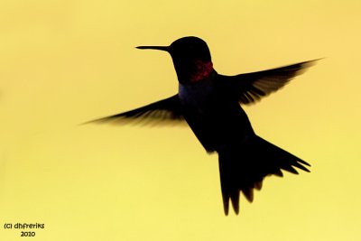 Ruby-throated Hummingbird. Chesapeake,OH