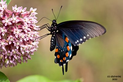 Pipevine Swallowtail. W.V.