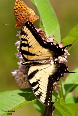 Eastern Tiger Swallowtail and Frillitary sp. W.V.