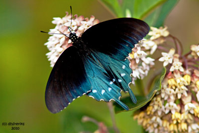 Pipevine Swallowtail. W.V.