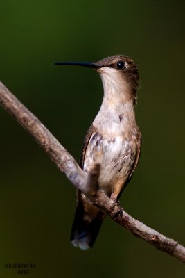 Ruby-throated Hummingbird. Chesapeake, OH