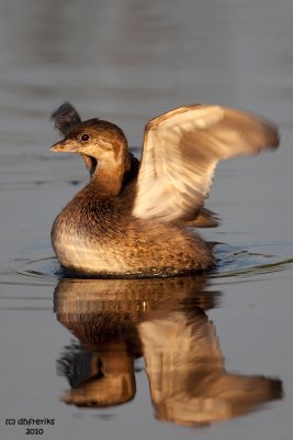 Imm. Pied-billed Grebe. Horicon Marsh, WI