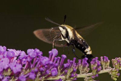 Snowberry Clearwing Moth. Chesapeake, OH