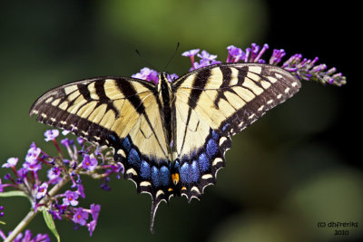 Tiger Swallowtail. Chesapeake, OH