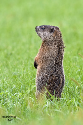 Groundhog. Horicon Marsh,WI