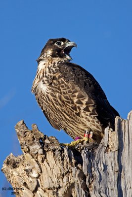 Peregrine Falcon. Horicon Marsh, WI