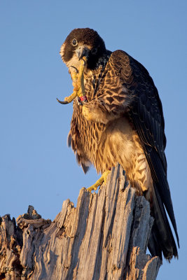 Peregrine Falcon. Horicon Marsh, WI