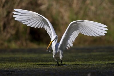 Great Egret. Rock River, Waupun, WI
