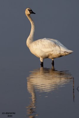 Trumpeter Swan. Horicon Marsh, WI
