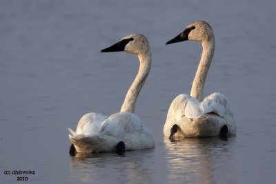 Trumpeter Swans. Horicon Marsh, WI