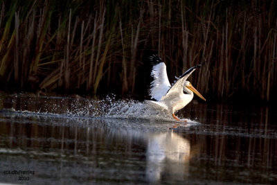 Pelican coming in for a landing. Horicon Marsh, WI