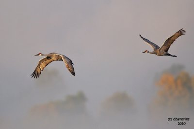 Sandhills coming out of the fog. Horicon Marsh. WI