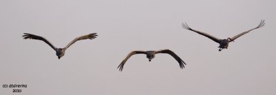 Sandhill cranes. Horicon Marsh, WI