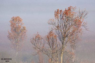 Foggy morning landscape. Horicon Marsh, WI