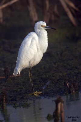 Snowy Egret. Horicon Marsh, WI
