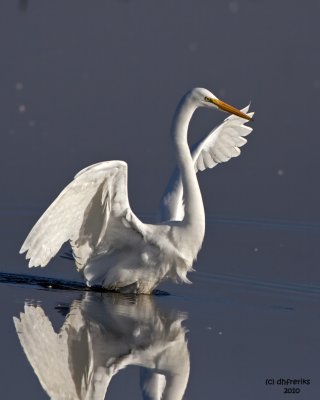 Great Egret. Horicon Marsh, WI