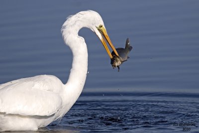 Great Egret with breakfast.Horicon Marsh, WI
