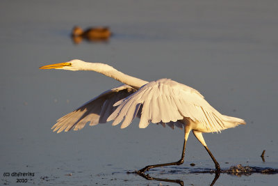 Great Egret. Horicon Marsh, WI