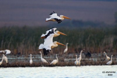American White Pelicans. Horicon Marsh