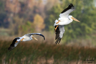 American White Pelicans. Horicon Marsh