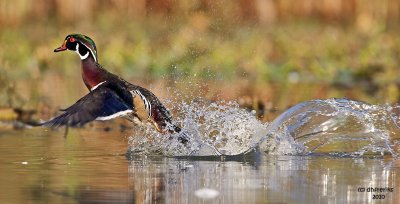 Wood Duck. North Chagrin Reservation, Cleveland OH