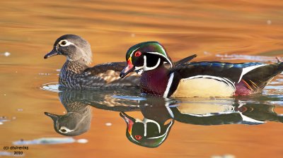 Wood Duck pair. North Chagrin Reservation, Cleveland OH