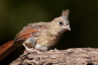 Northern Cardinal with a bad hair day. Chesapeake. OH