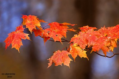 Fall Colors. Chesapeake, OH