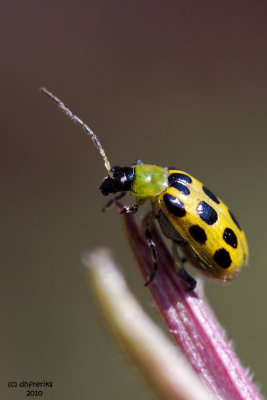 Spotted Cucumber Beetle. Chesapeake, OH