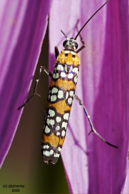 Ailanthus Webworm Moth. Chesapeake, OH