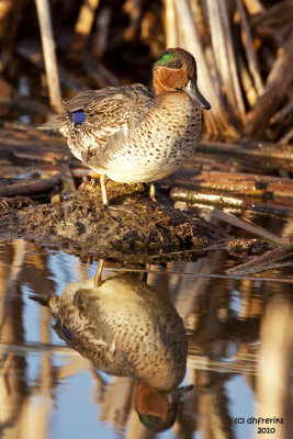 Green-winged Teal. Horicon Marsh, WI