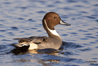 Northern Pintail. Horicon Marsh, WI