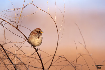 Tree Sparrow. Horicon Marsh. WI