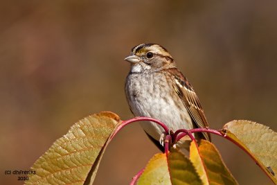 White-throated Sparrow. Chesapeake, OH