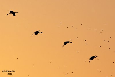 Sandhill Cranes and Blackbirds. Horicon Marsh, WI