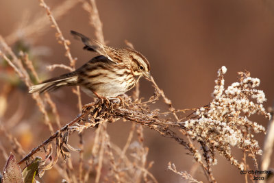 Song Sparrow. Crown City Wildlife Area. OH