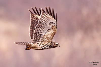Red-shouldered Hawk. Crown City Wildlife Area. Ohio