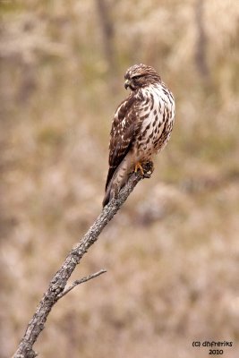 Red-shouldered Hawk. Crown City Wildlife Area. Ohio