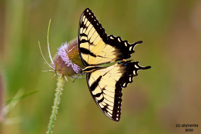Swallowtail.  Crown City Wildlife Area. OH