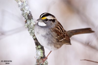 White-throated Sparrow. Chesapeake,OH