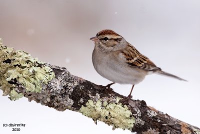 Chipping Sparrow. Chesapeake,OH