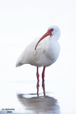 White Ibis. Fort DeSoto Park. FL