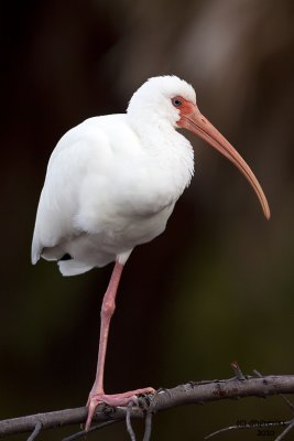 White Ibis. Fort DeSoto Park. FL