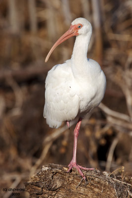 White Ibis. Circle B Bar Reserve. FL