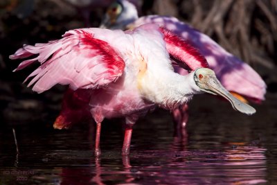 Roseate Spoonbills.  Merritt Is. National Wildlife Refuge. FL