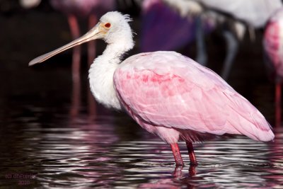 Roseate Spoonbill.  Merritt Is. National Wildlife Refuge. FL